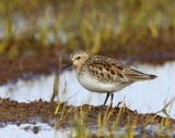 Roodkeelstrandloper - Red-necked Stint