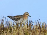 Roodkeelstrandloper - Red-necked Stint