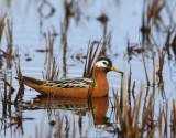 Rosse Franjepoot - Red Phalarope