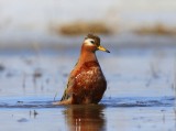 Rosse Franjepoot - Red Phalarope