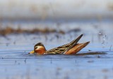 Rosse Franjepoot - Red Phalarope