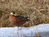 Rosse Franjepoot - Red Phalarope