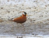 Rosse Franjepoot - Red Phalarope