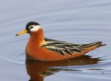 Rosse Franjepoot - Red Phalarope