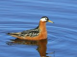 Rosse Franjepoot - Red Phalarope