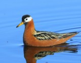 Rosse Franjepoot - Red Phalarope