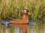 Rosse Franjepoot - Red Phalarope