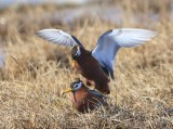 Rosse Franjepoten - Red Phalaropes