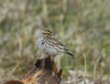 Savannahgors - Savannah Sparrow