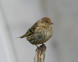 Sijs - Eurasian Siskin