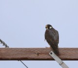 Toendraslechtvalk - Tundra Peregrine