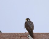 Toendraslechtvalk - Tundra Peregrine