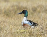 Slobeend - Northern Shoveler