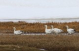 Sneeuwganzen - Snow Geese