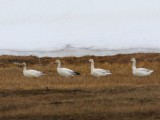 Sneeuwganzen - Snow Geese