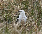 Sneeuwgors - Snow Bunting