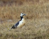 Stellers Eider - Steller's Eider