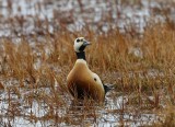 Stellers Eider - Stellers Eider