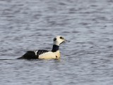 Stellers Eider - Stellers Eider