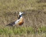 Stellers Eiders - Steller's Eiders