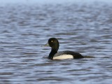 Topper - Greater Scaup