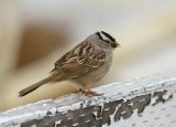 Witkruingors - White-crowned Sparrow