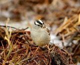 Witkruingors - White-crowned Sparrow
