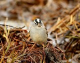 Witkruingors - White-crowned Sparrow