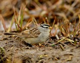 Witkruingors - White-crowned Sparrow