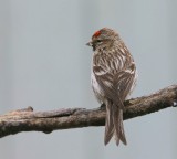 Witstuitbarmsijs - Arctic Redpoll