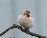 Witstuitbarmsijs - Arctic Redpoll