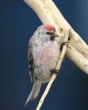 Witstuitbarmsijs - Arctic Redpoll