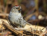Grote Barmsijs - Mealy Redpoll