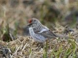 Grote Barmsijs - Mealy Redpoll