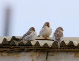 Witstuitbarmsijzen - Arctic Redpolls