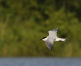 Lachstern - Gull-billed Tern