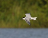 Lachstern - Gull-billed Tern