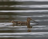 Watersnip - Common Snipe