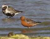 Kanoet - Red Knot