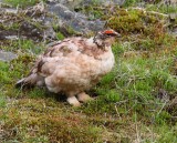 Alpensneeuwhoen - Rock Ptarmigan