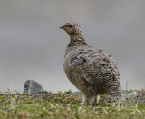 Alpensneeuwhoen - Rock Ptarmigan