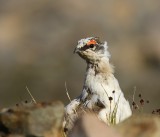 Alpensneeuwhoen - Rock Ptarmigan