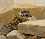 Alpensneeuwhoen - Rock Ptarmigan