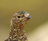 Alpensneeuwhoen - Rock Ptarmigan