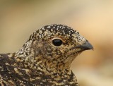 Alpensneeuwhoen - Rock Ptarmigan