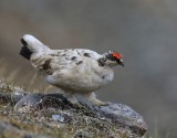 Alpensneeuwhoen - Rock Ptarmigan