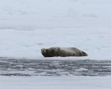 Baardrob - Bearded Seal