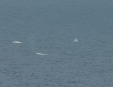 Beluga's - Belugas