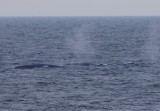 Blauwe Vinvissen - Blue Whales