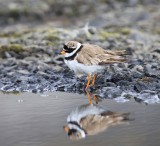Bontbekplevier - Common Ringed Plover
